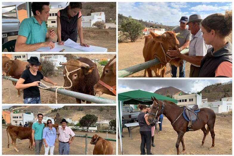 Imágenes de la feria de ganado de este sábado en el Valle de los Nueve (Foto TA)